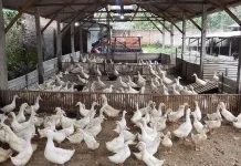 Libur Tahun Baru, Berkah Bagi Peternak Bebek