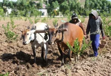 Nilai Tukar Petani Gorontalo Naik 5,60 Persen 