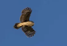Burung Tidur Setengah Otak saat Terbang