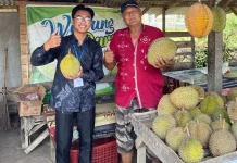 Curah Hujan Tinggi, Harga Durian Pekalongan Anjlok 