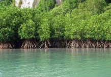 Hutan Mangrove, Benteng Pesisir dan Penyerap Karbon Alami