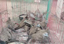 Tim Gabungan Gagalkan Penyelundupan Burung Ilegal di Maumere