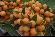 Buah Gandaria Manfaat dan Khasiatnya untuk Kesehatan Tubuh