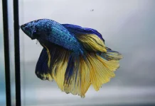 Ikan Mungil Berdaya Jual Tinggi