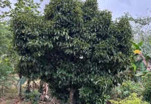 Mengenal Tanaman Manggis