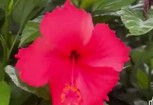 Rahasia Kembang Sepatu