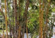 Pekarangan Tropis, Bambu Kuning Sebagai Pagar Alami