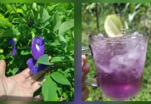 Segar dan Manfaat Alami Minuman Bunga Telang
