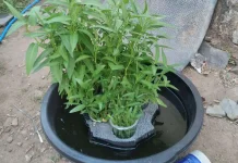 Keunggulan Berkebun Dengan Pola Hidroponik 