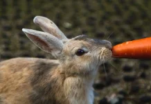 Daftar Pilihan Makanan Utama Kelinci agar Tetap Sehat