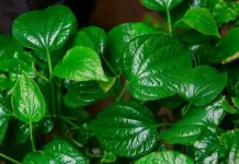 Daun Karuk, Manfaat dan Cara Aman Menggunakannya