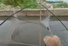 Banjir Datang, Warga Marunda Justru Panen Ikan