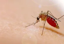 Tips Agar Tidak Terjangkit DBD (Demam Berdarah Dengue)