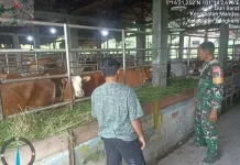 Sertu Robbi Pantau Ternak Sapi Cegah PMK