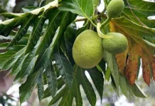 Manfaat Daun Sukun untuk Kesehatan