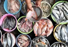 Ikan Laut atau Air Tawar, Mana Lebih Sehat?
