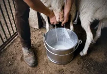 Susu Kambing, Sumber Gizi Lengkap untuk Semua Usia