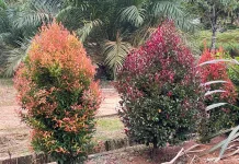 Morfologi Tanaman Pucuk Merah