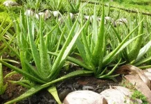 Morfologi Tanaman Lidah Buaya