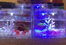 Tip Agar Tetap Sehat Memelihara Ikan Cupang