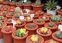 Kaktus Dalam Ruangan, Bantu Menyegarkan Udara