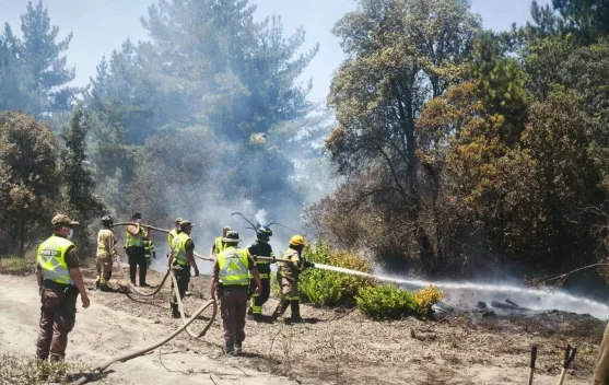 Kebakaran Hutan Cile, Presiden Tetapkan Status Bencana